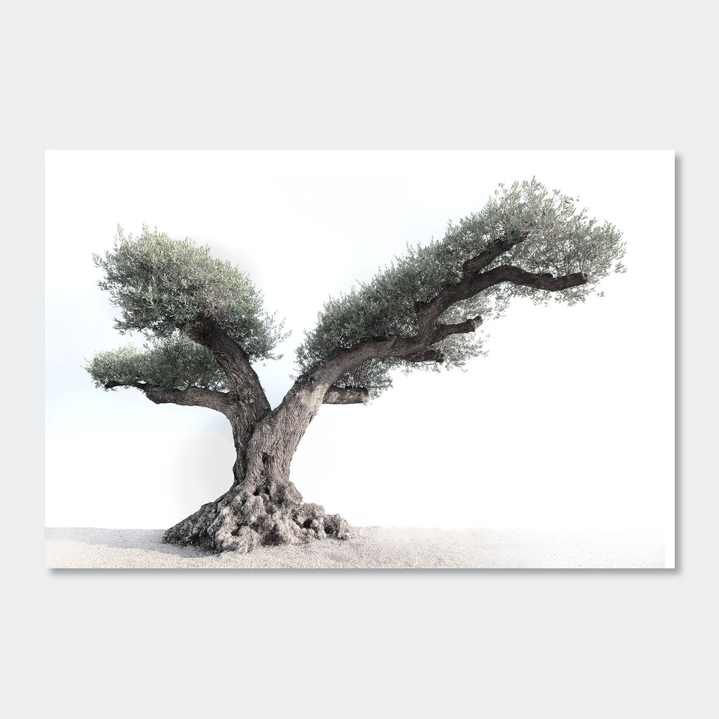 017 Olivenbaum Mallorca Son Mayol